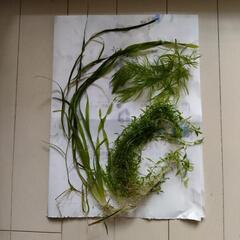水草　四種類