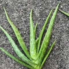 アロエベラ 
