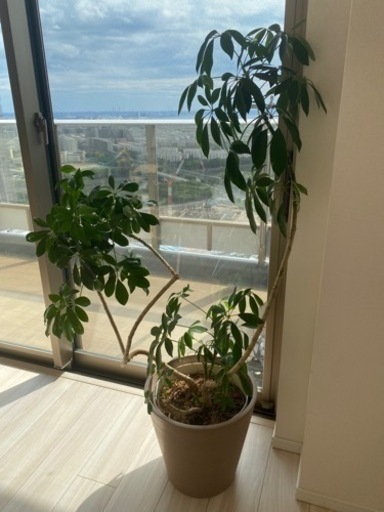 150センチ観葉植物