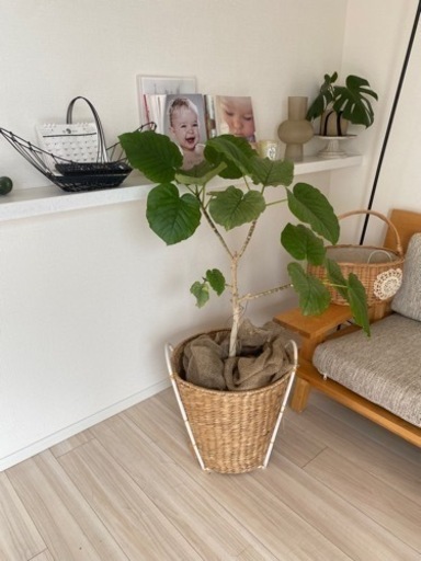 ウランベータ　観葉植物