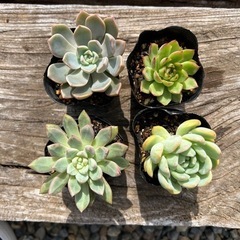 多肉植物　4株　大きい株