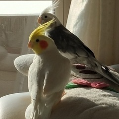 オカメインコ里親になってくれる方