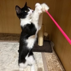 性格抜群ハチワレ仔猫と母猫