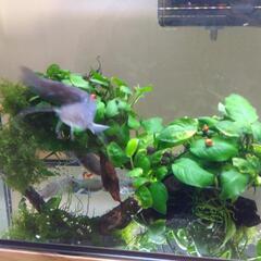 マナマズ　淡水魚