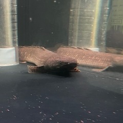 ポリプテルス　タンガニーカ　オルナティ