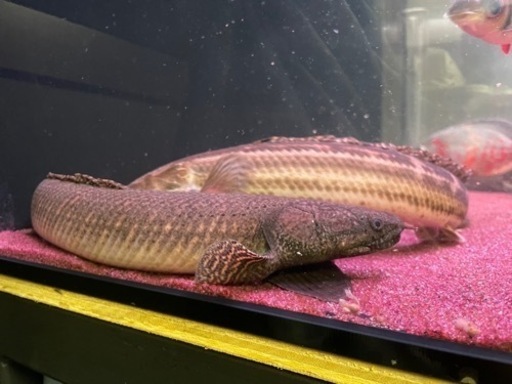 ポリプテルス　タンガニーカ　オルナティ