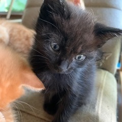 黒猫の赤ちゃん
