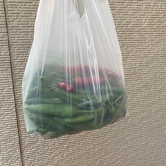 トウガラシの画像