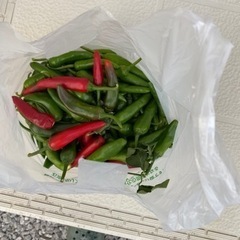 トウガラシ