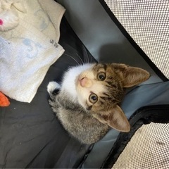 子猫の里親募集してます！