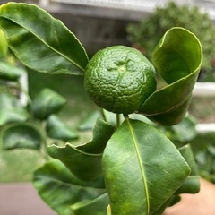 お庭のシークワーサー収穫します。