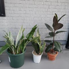 観葉植物　(受付終了しました。)