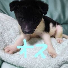 保護犬です！！！