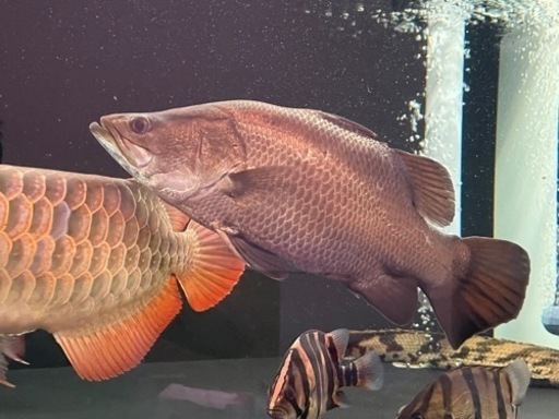 バラマンディ.ショート