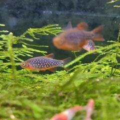 レア種🌟ハナビクロン🌟成魚サイズ🌟