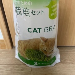 (お話中)猫草　キャットグラス