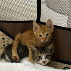 (写真追加)1ヶ月半ほどの子猫兄弟