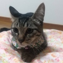 きじとら♂ビオラ【正式譲渡済み】