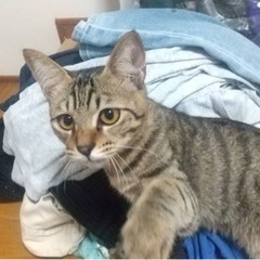 キジトラ♂チャロ【正式譲渡済み】