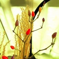 五色唐辛子　観賞用　種子50粒程の画像