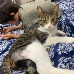  幸せ満開！コロくん　2歳半〜3歳 - 猫