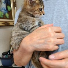 地域猫の村に新参した、親子猫の内の子猫です。⇒問合せ多数の為　一...