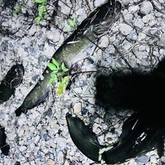 鯰 釣りしましょう か − 岡山県