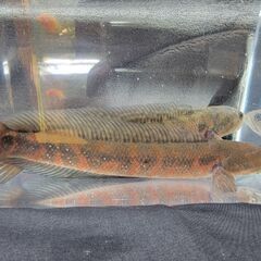スーパーレッドコウタイ飼い込み 個体 28cm ぐらい 多分 ペアになってます アクアリウム 古代魚 ポリプテルス アロワナ スネークヘッド ライトの画像