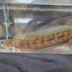 スーパーレッドコウタイ飼い込み 個体 28cm ぐらい 多分 ペアになってます アクアリウム 古代魚 ポリプテルス アロワナ スネークヘッド ライトの画像