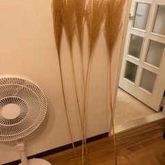 ススキ　（120cm程）