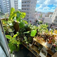 観葉植物差し上げます（10/5木　終日）