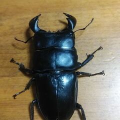 ダイオウヒラタクワガタの雄(約8センチ)