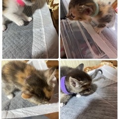 子猫の里親募集です。