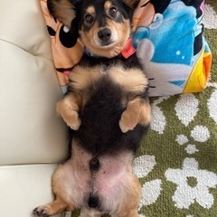 保護犬達に使う犬服下さい