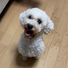 トイプードル3才・オス