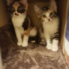 地域猫　お手伝い　餌など求む