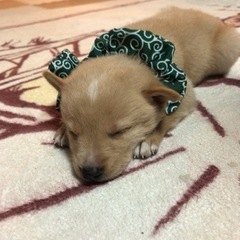 急募‼犬・猫・うさぎちゃん用品急募集‼