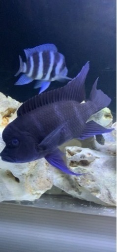 フロントーサMOBA WILD 23㎝　アフリカンシクリッド