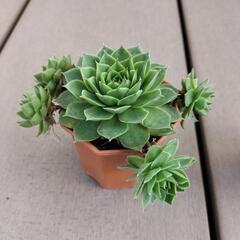 値下げしました‼　　多肉植物‼　　センペルビウム‼の画像