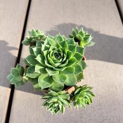 値下げしました‼　　多肉植物‼　　センペルビウム‼の画像