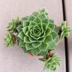 値下げしました‼　　多肉植物‼　　センペルビウム‼