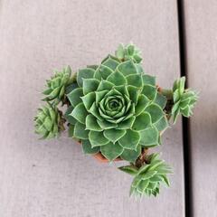 値下げしました‼　　多肉植物‼　　センペルビウム‼の画像