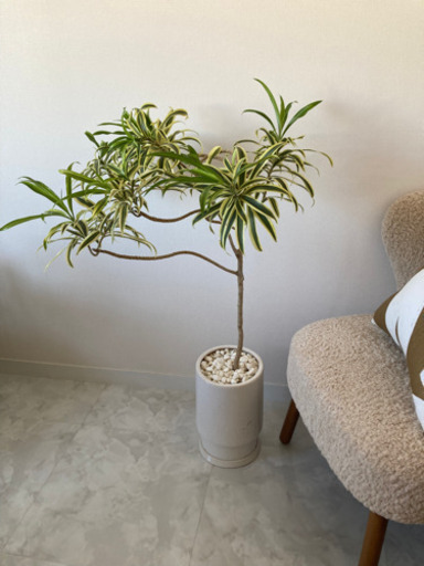 IDEE 観葉植物