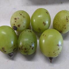【訳あり品】10/11発送① 3kg シャインマスカット摘み落としの画像