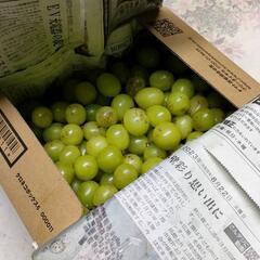 【訳あり品】10/6発送② 3kg シャインマスカット摘み落とし