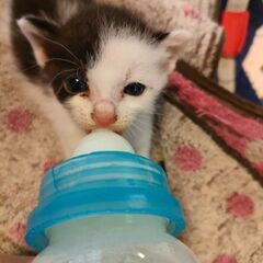 子猫の兄弟　里親募集中！