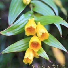 山野草　絶滅危惧種の花　キイジョウロウホトトギス