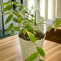 山野草　絶滅危惧種の花　キイジョウロウホトトギスの画像