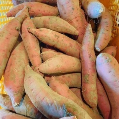 紅はるか 1kg250円