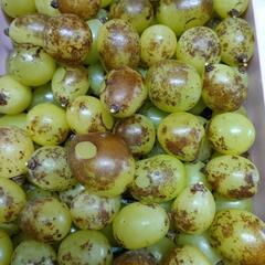 【訳あり品】【加工用】10/4発送② 3kg シャインマスカット...